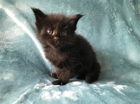 ebay kittens for sale|baby kittens for sale cheap.